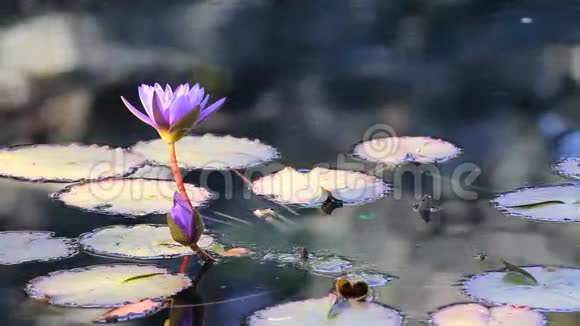 睡莲花视频的预览图