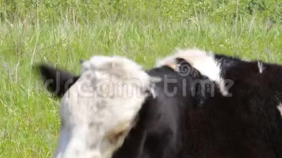 牛在青草上嚼视频的预览图