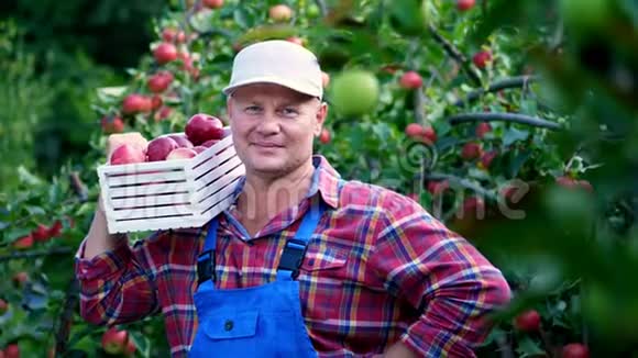 英俊的男农民举着一个木箱里面放着红色成熟的有机苹果微笑着在农场摘苹果视频的预览图