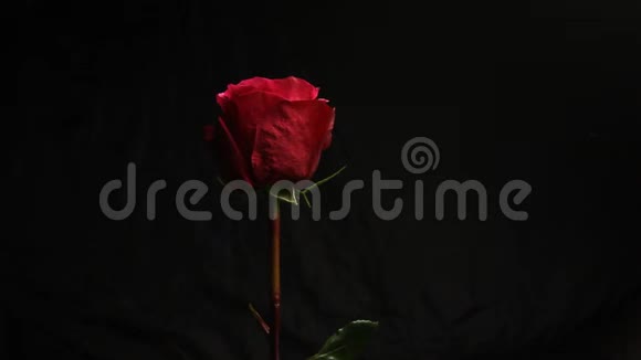 红色玫瑰花蕾在黑色模糊的背景上白烟从钩子笼罩着这朵花特写镜头气泡落在花上视频的预览图