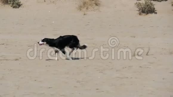 这条狗在沙滩上慢动作地快速奔跑视频的预览图