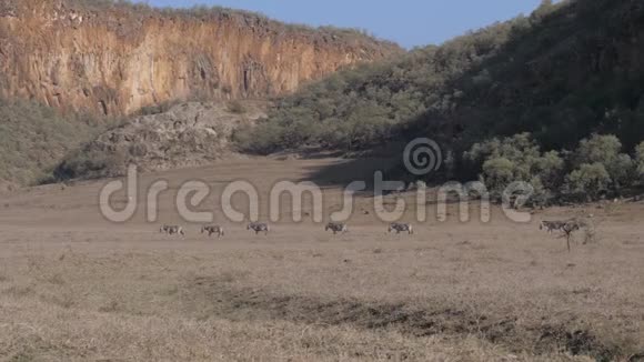 非洲斑马群在一片山脉背景下相互追随视频的预览图