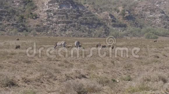 非洲斑马和瓦索格在热地干草上放牧视频的预览图