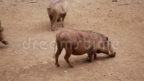 三只非洲疣猪的特写镜头寻找食物视频的预览图