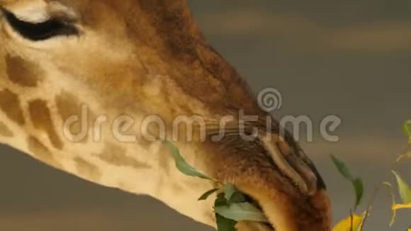 大头的长颈鹿特写吃草绿叶的枝慢慢咀嚼食物视频的预览图