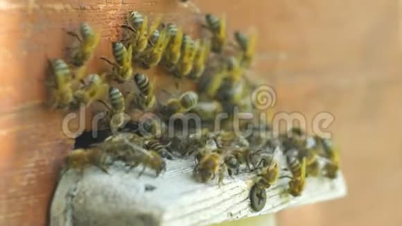 蜜蜂成群结队地飞来飞去视频的预览图