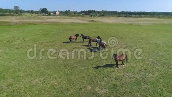 4空中镜头在田里的马周围飞翔视频的预览图