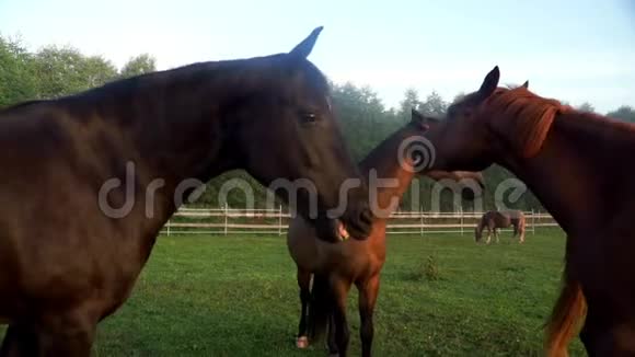 凶猛的马在牧场上咬另一匹马农场里的赛马视频的预览图