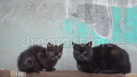 街头流浪猫坐着视频的预览图