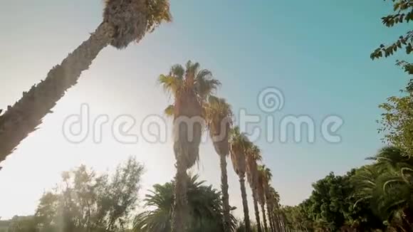 明亮的阳光穿透了公园里生长的棕榈树的叶子西班牙巴伦西亚视频的预览图