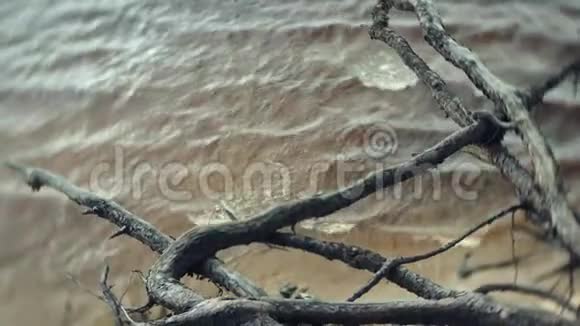 一个村的树枝在阴天挂在海洋上视频的预览图
