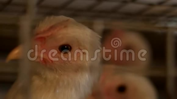 一只幼鸡透过家禽饲养场的围栏网饲养肉鸡雏特写镜头视频的预览图