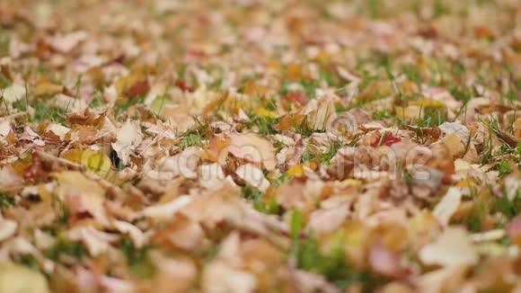 一个年轻的女人走在秋天的公园里走在黄色的树叶上视频的预览图