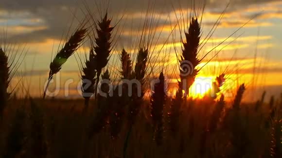 麦田上的小麦穗映衬着五彩缤纷的晚霞视频的预览图