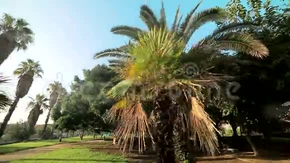明亮的阳光穿透了公园里生长的棕榈树的叶子西班牙巴伦西亚视频的预览图