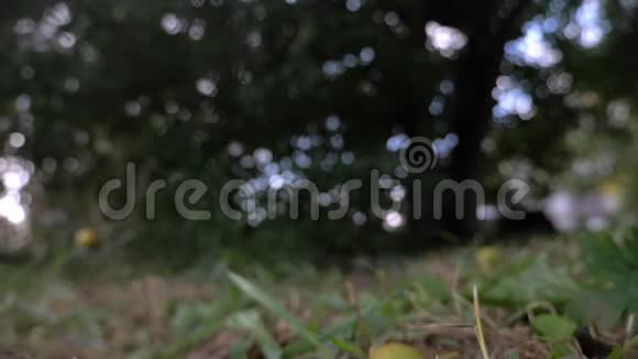 梨从树上落到草地上视频的预览图