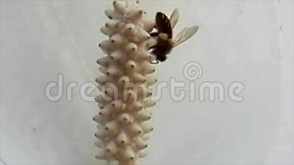 吸蜜蜂视频的预览图
