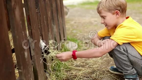 小男孩在农场的篱笆上用干草喂山羊视频的预览图