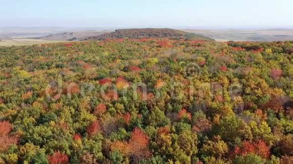 秋色观叶林景观视频的预览图