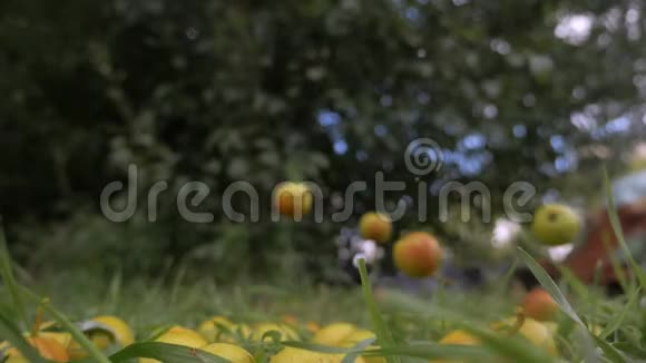 梨从树上落到草地上视频的预览图