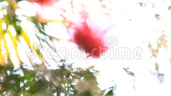 泰国热带花卉视频的预览图