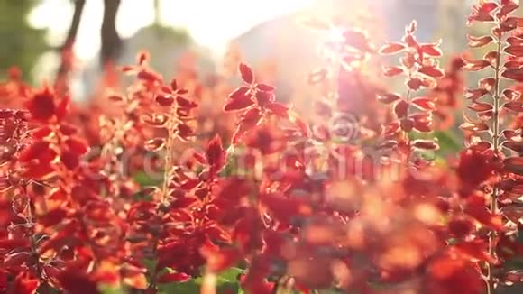 阳光明媚的红花视频的预览图