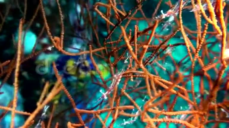 大猩猩珊瑚的半透明虾视频的预览图