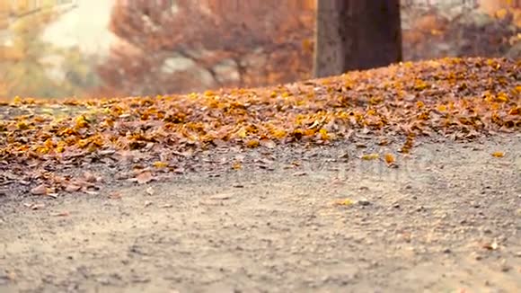 秋天在公园跑步视频的预览图