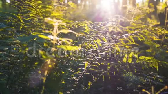多利射向风景如画的森林深处蕨类植物和阳光冲破视频的预览图