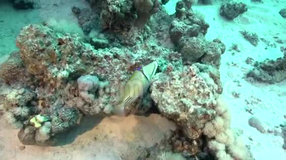 红海中的毕加索鱼视频的预览图