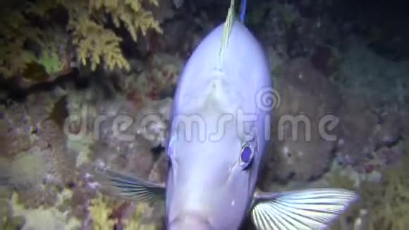 红海中的独角兽鱼蓝山独角鱼视频的预览图