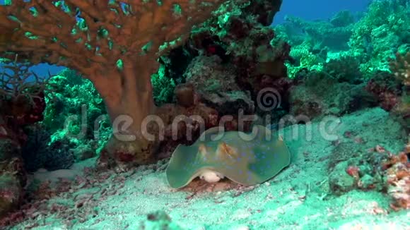 红海珊瑚下的蓝斑黄貂鱼视频的预览图