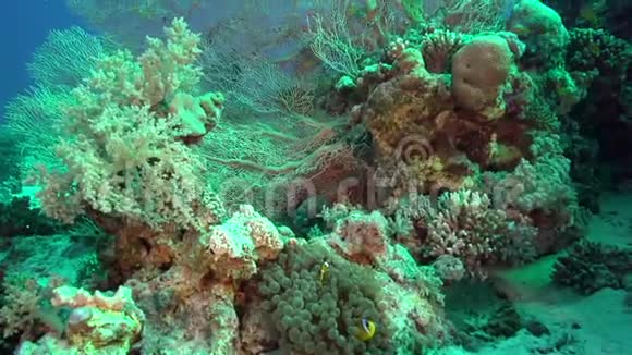 红海珊瑚园中的白边白边白鹭视频的预览图