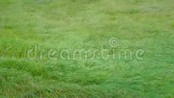 长长的绿草在风中移动视频的预览图