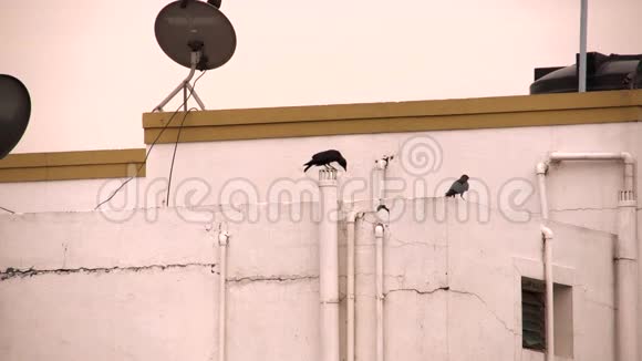 黑乌鸦坐在屋顶上一群人视频的预览图