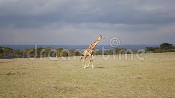 长颈鹿穿过非洲保护区大草原的田野视频的预览图