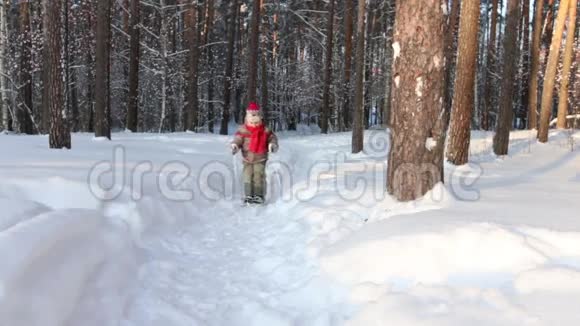 晴朗的天气可爱的小男孩在森林里滑雪视频的预览图