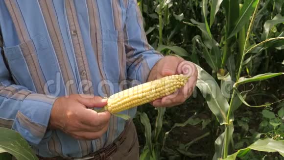 一个农民在玉米上旋转玉米的特写检查成熟视频的预览图