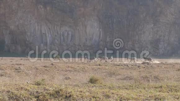 一群斑马沿着尘土飞扬的地面奔跑然后走向台阶视频的预览图