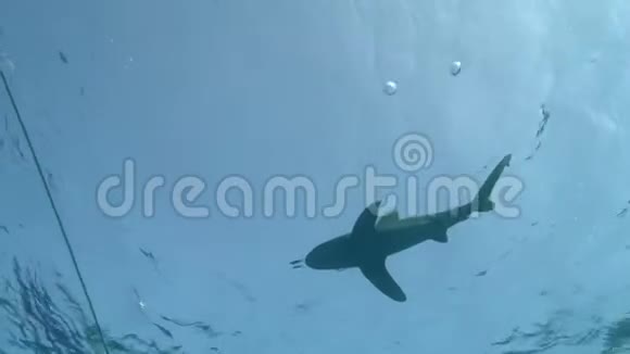 洋白尖鲨在潜水结束时在船下的长目鲨视频的预览图
