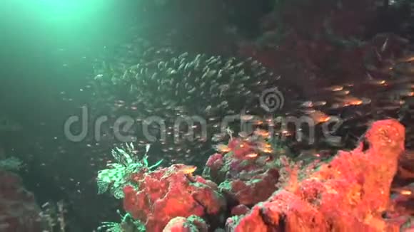狮子鱼与玻璃鱼在洞穴水下视频的预览图