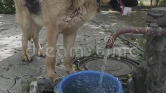 德国牧羊犬喝自来水视频的预览图