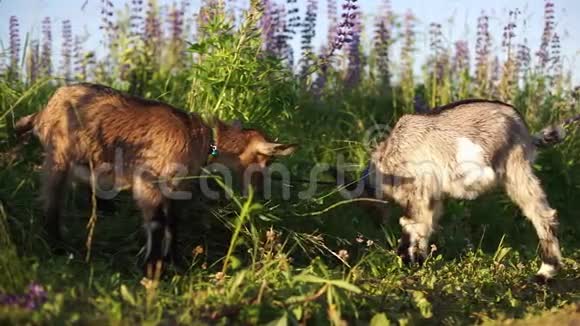 两只山羊在田野上放牧背景是种羽扇豆视频的预览图