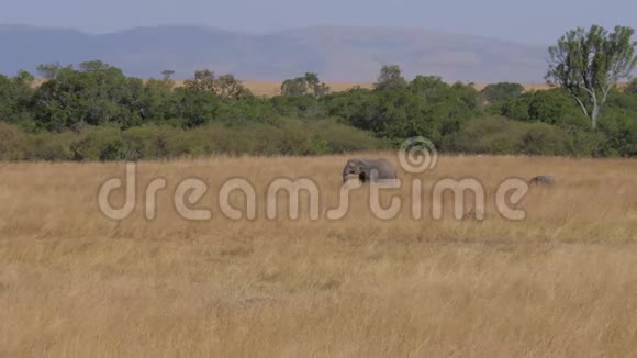 一群大象在田野上长满了非洲大草原上干枯的草视频的预览图