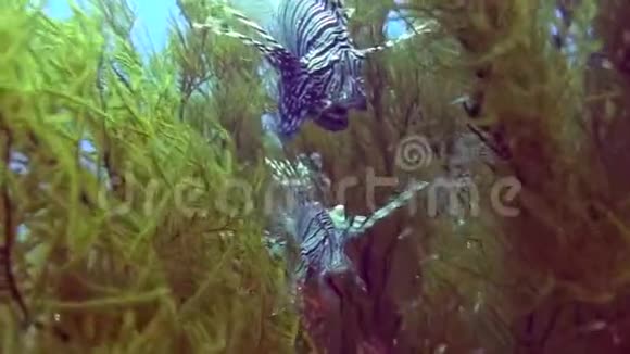 红海珊瑚花园中的狮子鱼视频的预览图
