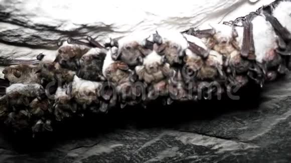 蝙蝠Myotisdasycneme睡在洞穴里视频的预览图