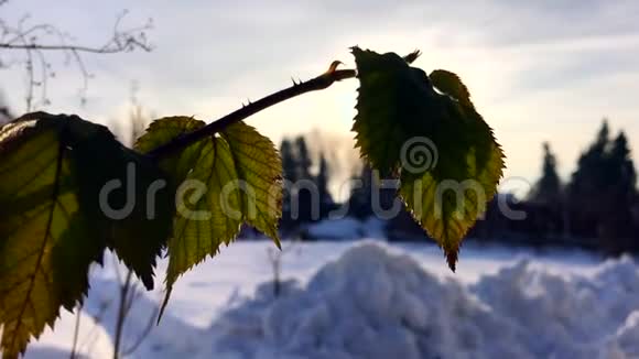 冬季干燥的黑莓叶子视频的预览图