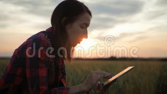 一个年轻漂亮的女人在日落时分在麦田里工作女孩用平板电脑计划收割视频的预览图