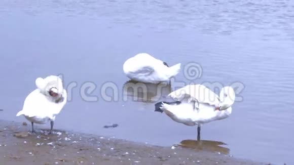 美丽的湖上的白色天鹅视频的预览图