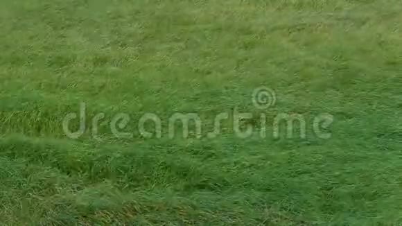 长长的绿草在风中移动视频的预览图